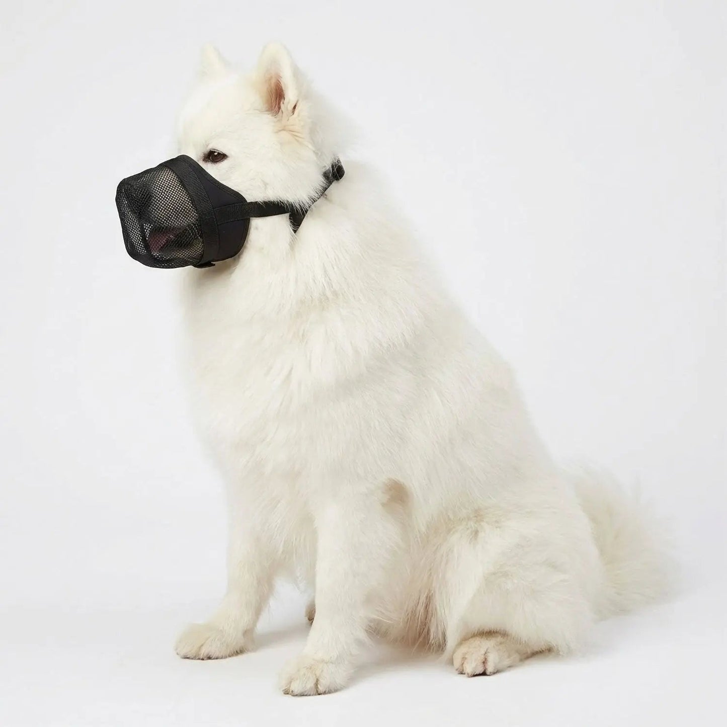 Giftkoederschutz für Hunde