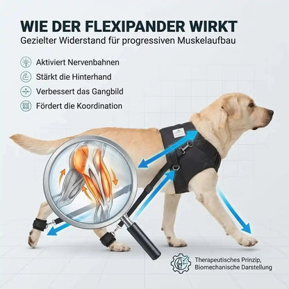 Hundeexpander, Rehageschirr für Probleme an den Hinterläufen
