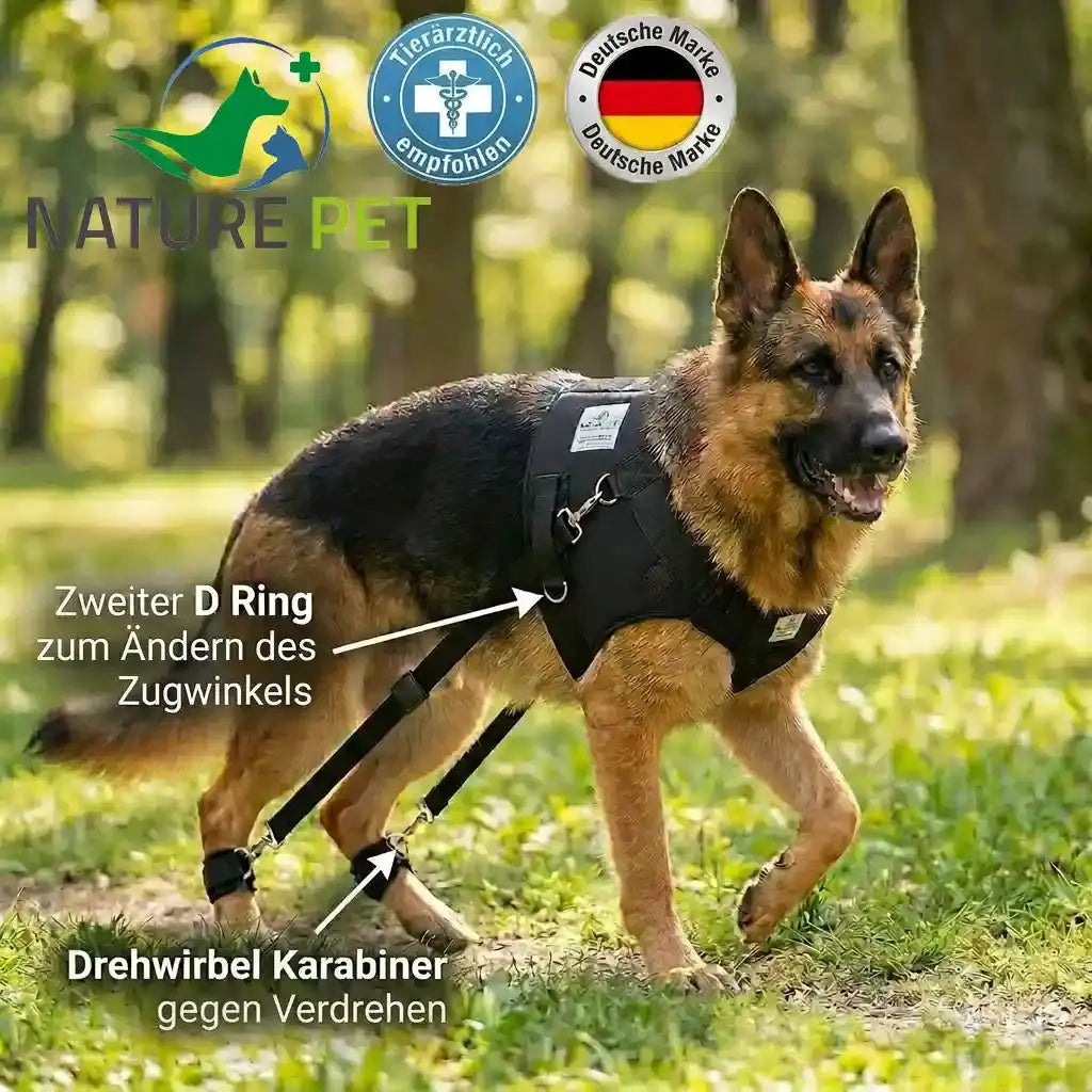 Hundeexpander, Rehageschirr für Probleme an den Hinterläufen